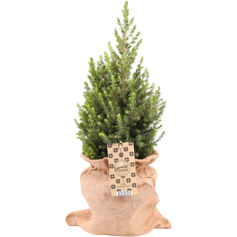 kerstmakelaar-kerstcadeau-minikerstboompje