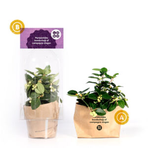 Kerstmakelaar-groeigeschenk-planten-teaplant