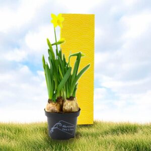 Kerstmakelaar-Lentetopper-2026